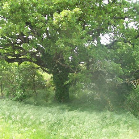 Chambre D'Hotes La Margotte Forcalquier Εξωτερικό φωτογραφία