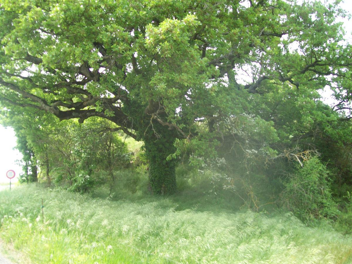 Chambre D'Hotes La Margotte Forcalquier Εξωτερικό φωτογραφία